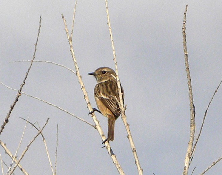 identificazione passeriforme